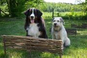 Keks und Kalle sind startklar zum Parcourstraining.