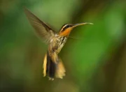 Sägeschnabel-Eremit im Flug, Brasilien