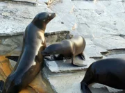 ARD/SWR EISBÄR, AFFE & CO FOLGE 174, "Zoogeschichten aus Stuttgart", am Montag um 16:10 Uhr im ERSTEN. Einbärenbaby Eddie kam in der größten Sommerhitze zur Welt. Inzwischen gehört er schon zur Attraktion der Seelöwen-Schaufütterung.