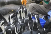 Fütterung bei den Pinguinen in der Wilhelma.