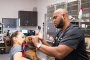 Dr. Ross works on a dog with Carla.
