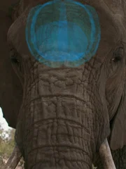 Elephant.