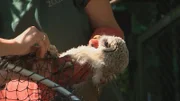 Habichtkäuzchen im Opel-Zoo.