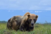 Bär