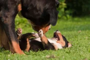 Mum-puppy play