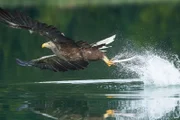 Seeadler