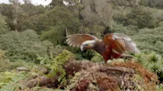Kakas leben im Wald. Neben den Keas sind es die einzigen Vertreter der Nestorpapageien.
