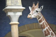 ARD/rbb PANDA, GORILLA & CO., TEIL 221, "Geschichten aus dem Zoo Berlin und dem Tierpark Berlin", am Mittwoch um 16:10 Uhr im ERSTEN. Giraffenbulle Narok der Ältere hatte bislang das Sagen, doch der zwei Jahre jüngere Abasi beginnt langsam aufmüpfig zu werden und seine Kräfte mit ihm zu messen.