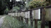 Gedenktafeln für ermordete Babys russischer Zwangsarbeiterinnen in Dresden.