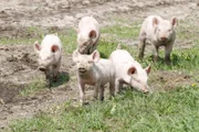 Eine freche Ferkelbande galoppiert über das Feld.