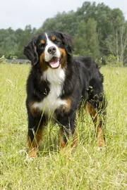 Berner Sennenhund Keks ist für sein nächstes Abenteuer bereit. Mal sehen, wen er heute trifft?