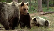 Die weiten Wälder des Baltikums bieten vielen Braunbären Platz und Ruhe.