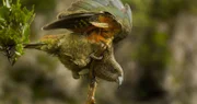 Die Körperoberseite von Keas ist dem Grün ihrer Umgebung angepasst, aber wenn sie fliegen, dann zeigen sie die ganze Pracht ihres Gefieders.
