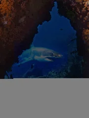 Great white shark.