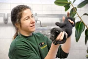PANDA, GORILLA & CO., TEIL 222, "Geschichten aus dem Zoo Berlin und dem Tierpark Berlin", am Donnerstag um 16:10 Uhr im ERSTEN. Dank intensiver Pflege hat sich der Binturong-Nachwuchs aus dem Alfred-Brehmhaus im Tierpark Berlin mittlerweile gut erholt. Aufgrund einer Gaumenentzündung konnten die beiden nicht bei ihrer Mutter trinken und sind deshalb lange Zeit untergewichtig gewesen. Sieben Wochen sind die Schleichkatzengeschwister jetzt alt. Täglich wird ihr Gewicht kontrolliert und über die weitere Zufütterung entschieden.
