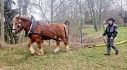 Tino Geweniger spannt seine Pferde auch mal zum Baumrücken ein.