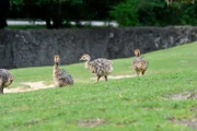 Straußenküken auf der Anlage des Berliner Zoos.