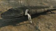 Ein Hoch auf die Zehn in der Urgeschichte: Bereits bei Tiktaalik, dem vermutlich ersten Landgänger der Welt, können wir die Grundzüge unseres Handaufbaus erkennen.