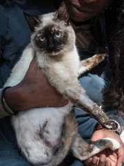 Hemi is held by their owner.