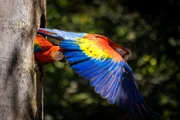 Scharlach-Aras - früher auch Hellrote Aras genannt - teilen den Lebensraum in den Küstenwäldern des Tieflands mit Kolibris.