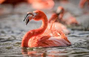 Flamingo.