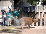 Großputz in der Wilhelma. Auch das Nashorn bekommt eine Dusche.