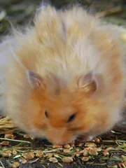 How do hamsters stuff so much into their cheeks?