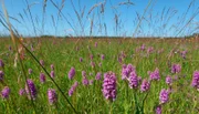 Die feuchten Wiesen entlang der lettischen Küste bieten Orchideen ideale Bedingungen.