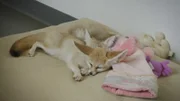 Fennec fox.