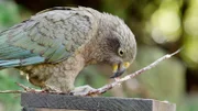 Keas sind kluge Tüftler. Werkzeuggebrauch muss llerdings erst gelernt werden.
