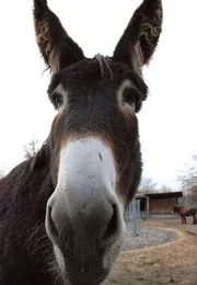 Ein Poitouesel in der Wilhema. Die Vierbeiner sind die gefährdeste Großeselrasse.