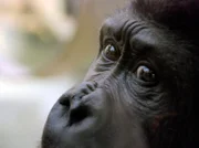 Ein Gorilla in der Wilhelma. Die Affen bekommen heute ein besonderes Wellnessprogramm.