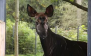 Nachwuchs in der Wilhelma. Die Okapis haben ein Jungtier. Jetzt gilt es die 3 Monate alte Lumara immer mehr an ihre Tierpfleger zu gewöhnen, damit ein gutes Tier-Mensch-Verhältnis entsteht. Doch noch ist die kleine Okapi-Dame ein wenig schüchtern…