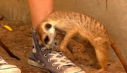 Das Gehege der Erdmännchen Hänsel und Gretel muss sauber gemacht werden. Die possierlichen Tiere haben jedoch ganz anderes im Sinn: Sie gehen zur Spielattacke auf Volontärin Johanna.
