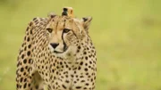 Einer unserer Kamera-Geparden macht sich auf die Jagd. Die Kameras hatten eine interne Stabilisierung und konnten in Zeitlupe filmen, damit konnten wir die Jagd detailliert erfassen.