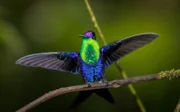 Eine Violettkronen-Nymphe breitet ihre Flügel aus.