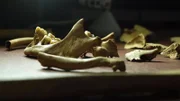Die Dokumentation verfolgt, wie Wissenschaftler die Vergangenheit anhand von Knochen und Schädeln und Genetik umschreiben.