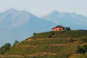 Piemont-Landschaft mit Reben.