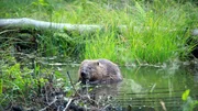 Biber sind genügsam und brauchen nicht viel: Ein Gewässer, in dem sich tauchen und schwimmen lässt, ein Ufer, in das sie ihre Höhlen graben können, und ausreichend Bäume als Nahrungsquelle.