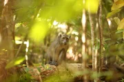 Die Morgenstunden gehören zu den schönsten auf Maratua, der kleinen indonesischen Insel vor der Ostküste Borneos - wären da nicht die Angst einflößenden Begegnungen der Kinder mit den bedrohlich blickenden und auch schon einmal zähnefletschenden Affen.