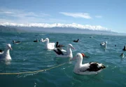 Albatrosse vor der Kulisse der Neuseeländischhen Südalpen.