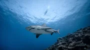 Extremsportler André Wiersig schwimmt im Meer, unter ihm ein Hai.