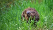 Landspaziergang: Biber sind die größten Nagetiere Deutschlands.