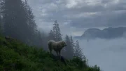 Herdenschutzhund Bello am Morgenfrüh im Nebel auf der Alp Oberberg, Isenthal UR.