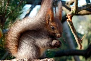 Müsli für die Sibirischen Eichhörnchen.