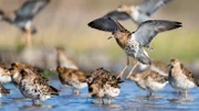 Kampfläufer sind so genannte Langstreckenzieher. Sie überwintern im Westen Afrikas südlich der Sahara und fliegen zum Brüten in Skandinaviens Tundra.