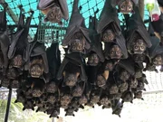 Die meisten dieser Flughunde schaffen es wieder zurück in ein Leben in der Wildnis