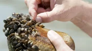 Seit einigen Jahren vermehrt sich die invasive Quagga-Muschel massiv im Bodensee.