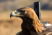Steinadler Tilly mit einer 360-Grad-Kamera auf ihrem Rücken.