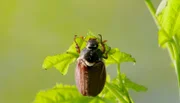 Ein Maikäfer frisst Blätter an einem Ahornbaum. Es ist der sogenannte „Reifungsfraß“. Danach wird er sich paaren und sterben.